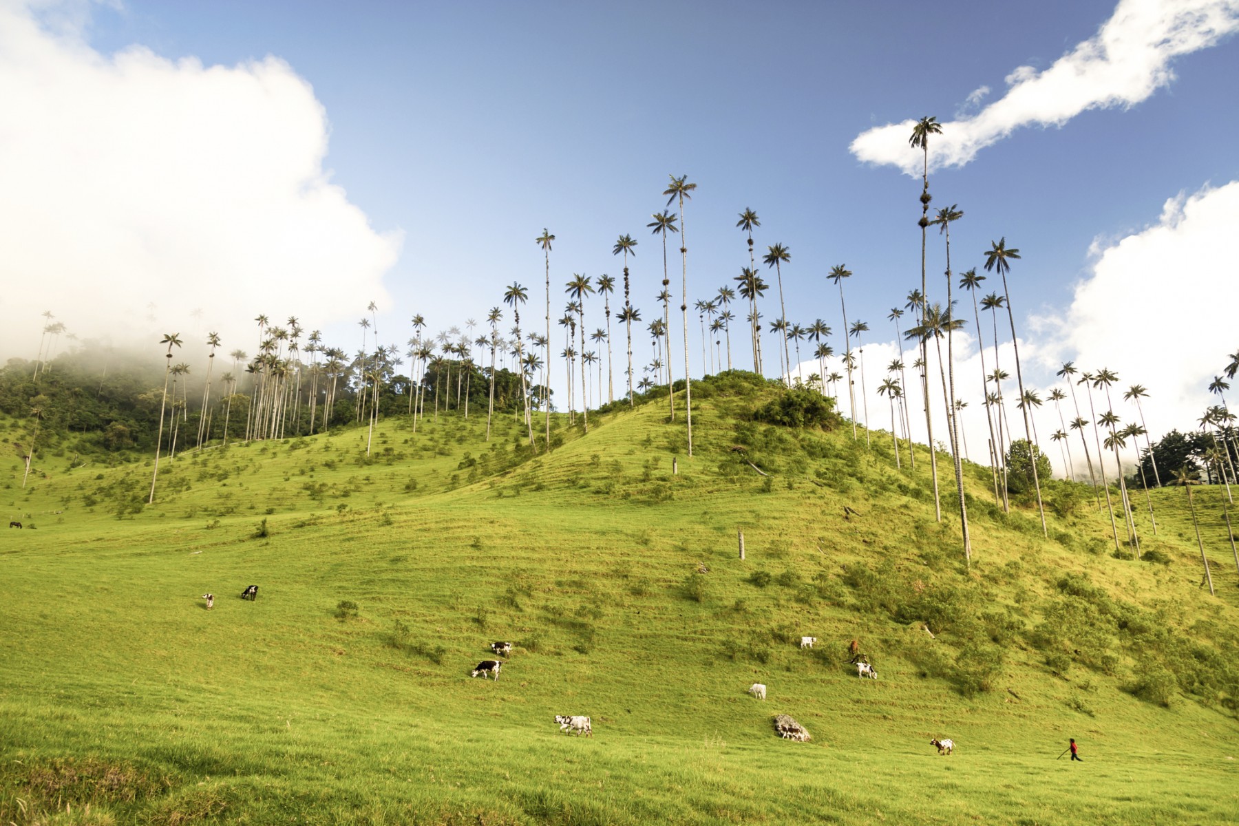 Booking destinos Colombia 01-2025