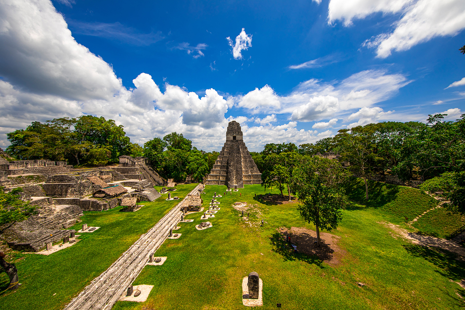 Wingo – Parque Nacional Tikal – Peten – Guatemala