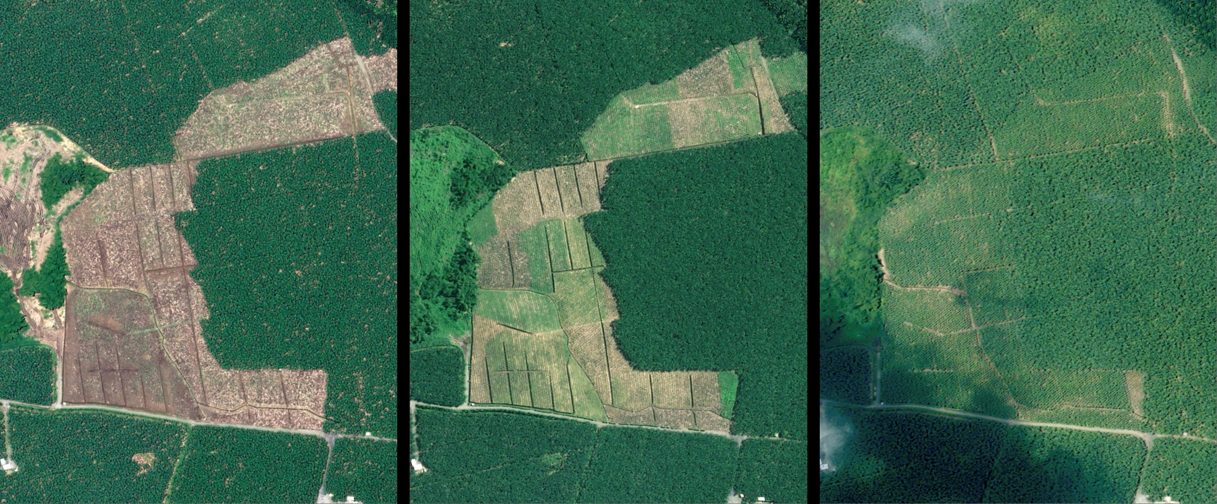 Airbus Space plantaciones de cacao en Ecuador – Barry Callebaut