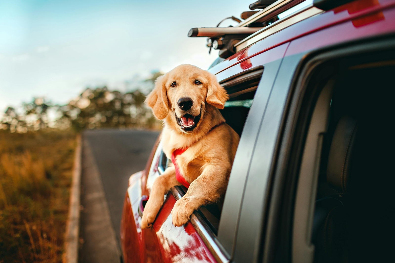 BookingCom Mascotas viajes